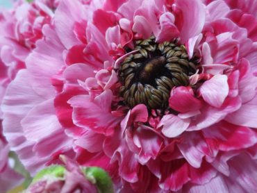 ラナンキュラス|「花の店百花園」　（北海道函館市の花屋）のブログ
